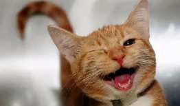 猫咪爱看的视频,揭秘它们最爱的视频内容